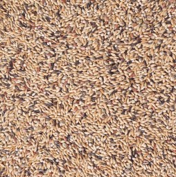 Delinature54   kanarie kweek met witte perilla2 0