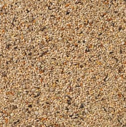 Delinature66   parkiet super 1