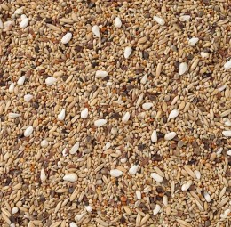 Delinature68   grote parkiet zonder zonnepitten 1