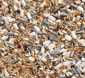 Delinature69   grote parkiet met zonnepitten 0