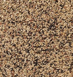 Delinature80   kanarie kweek zonder raapzaad2 1