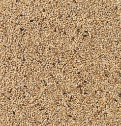 Delinature85   parkiet champion 1