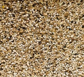 Delinature98   amerikaanse sijsjes 0