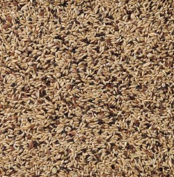 Dn55 kanarie supreme 1