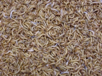 Meelwormen levend 250 gram
