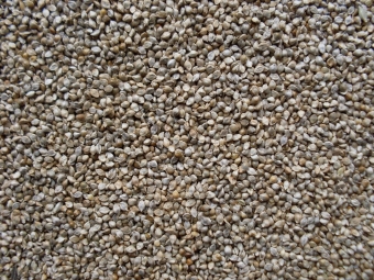 Millet japans 1 kg