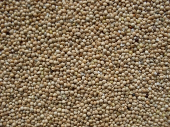 Millet wit 1 kg