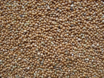 Millet geel 1 kg