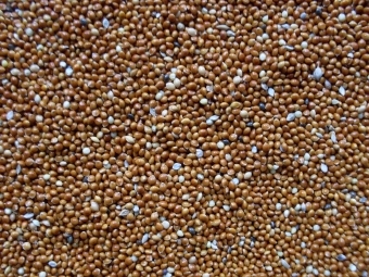 Millet rood 1 kg