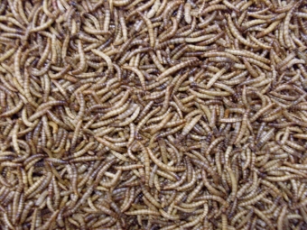 Meelwormen gedroogd 100 gram