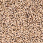 Delinature54   kanarie kweek met witte perilla2 0