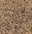 Delinature80   kanarie kweek zonder raapzaad2 1