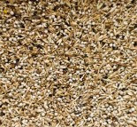 Delinature98   amerikaanse sijsjes 0