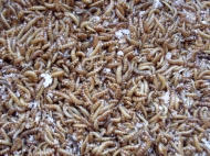 Buffalowormen levend 250ml (+/- 125 gram)