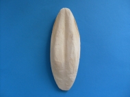 Sepia per stuk 6-8 inch (15-20 cm)