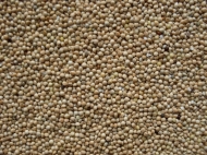 Millet wit 1 kg