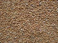 Millet geel 5 kg