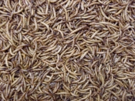 Meelwormen gedroogd 150 gram