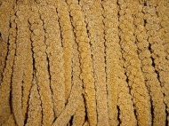 Trosgierst Frans Geel 1 kg